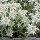 EDELWEISS Leontopodium Alpinum - 250 Seeds FJ