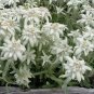 EDELWEISS Leontopodium Alpinum - 250 Seeds FJ