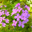 DAMES ROCKET Hesperis Matronalis - 100,000 Bulk Seeds FJ