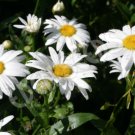 DAISY SHASTA Chrysanthemum Maximum - 500 Seeds FJ