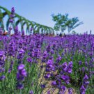 ENGLISH LAVENDER Lavandula Angustifolia - 10,000 Bulk Seeds FJ