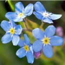 FORGET ME NOT Myosotis Sylvatica - 50,000 Bulk Seeds FJ