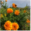 MARIGOLD CRACKERJACK MIXED COLORS Tagetes Erecta - 15,000 Bulk Seeds FJ