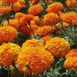 MARIGOLD CRACKERJACK MIXED COLORS Tagetes Erecta - 15,000 Bulk Seeds FJ