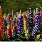 LUPINE RUSSEL MIX PERENNIAL Lupinus Polyphyllus Russell - 5,000 Bulk Seeds FJ