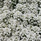 CANDYTUFT WHITE EVERGREEN PERENNIAL Iberis Sempervirens - 100 Seeds FJ