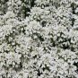 CANDYTUFT WHITE EVERGREEN PERENNIAL Iberis Sempervirens - 100 Seeds FJ