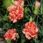 CARNATION CHABAUD AVRANCHIN Dianthus Caryophyllus - 20 Seeds FJ