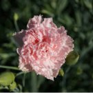 CARNATION CHABAUD LA FRANCE Dianthus Caryophyllus - 20 Seeds FJ
