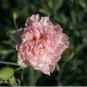 CARNATION CHABAUD LA FRANCE Dianthus Caryophyllus - 20 Seeds FJ