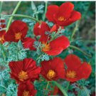 CALIFORNIA POPPY RED CHIEF Eschscholzia Californica - 1,000 Seeds FJ