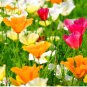 CALIFORNIA POPPY MISSION BELL Eschscholzia Californica - 1,000 Seeds FJ