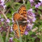 CREEPING THYME GROUND COVER Thymus Serpyllum - 1,000 Seeds FJ
