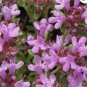 CREEPING THYME GROUND COVER Thymus Serpyllum - 1,000 Seeds FJ