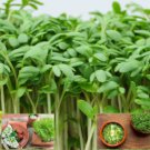 CRESS CURLED PEPPERGRASS Lepidium Sativum - 200 Seeds FJ