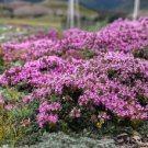 CREEPING THYME DWARF GROUND COVER Thymus Serpyllum - 500 Seeds FJ