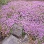 CREEPING THYME DWARF GROUND COVER Thymus Serpyllum - 500 Seeds FJ