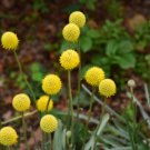 CRASPEDIA BILLY BUTTONS Craspedia Globosa - 50 Seeds FJ CRASPEDIA BILLY BUTTONS Craspedia Globosa - 50 Seeds FJ