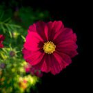 COSMOS RED VERSAILLES Cosmos Bipinnatus - 100 Seeds FJ COSMOS RED VERSAILLES Cosmos Bipinnatus - 100 Seeds FJ