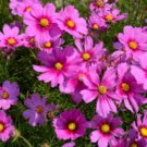 COSMOS GLORIA Cosmos Bipinnatus - 250 Seeds FJ