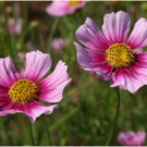 COSMOS DAYDREAM Cosmos Bipinnatus - 100 Seeds FJ