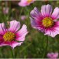 COSMOS DAYDREAM Cosmos Bipinnatus - 100 Seeds FJ