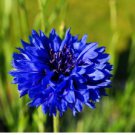 CORNFLOWER BACHELOR’S BUTTON BLUE DWARF Centaurea Cyanus - 500 Seeds FJ