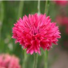 CORNFLOWER BACHELOR'S BUTTON RED Centaurea Cyanus - 500 Seeds FJ
