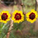 COREOPSIS PLAINS Coreopsis Tinctoria - 1,000 Seeds FJ