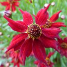 COREOPSIS RED DWARF Coreopsis Tinctoria - 1,000 Seeds FJ