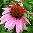 CONEFLOWER PURPLE Echinacea Purpurea - 200 Seeds FJ