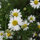 CHAMOMILE ROMAN Chamaemelum Nobile - 500 Seeds FJ