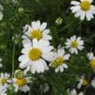 CHAMOMILE ROMAN Chamaemelum Nobile - 500 Seeds FJ