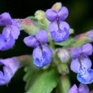 CATMINT BLUE Nepeta Mussinii - 50 Seeds FJ