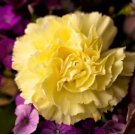 CARNATION GRENADIN YELLOW Dianthus Caryophyllus - 20 Seeds FJ