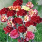 CARNATION MIXED COLORS Dianthus Caryophyllus - 20 Seeds FJ