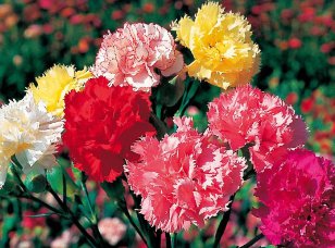 CARNATION CHABAUD PICOTEE MIXED COLORS Dianthus Caryophyllus - 20 Seeds FJ