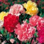 CARNATION CHABAUD PICOTEE MIXED COLORS Dianthus Caryophyllus - 20 Seeds FJ