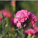CARNATION GRENADIN ROSE Dianthus Caryophyllus - 20 Seeds FJ