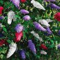 BUTTERFLY BUSH MIXED COLORS Buddleia Davidii - 20 Seeds FJ