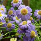 BRACHYCOME MIXED COLORS Brachycome Iberidifolia - 100 Seeds FJ
