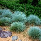 BLUE FESCUE Festuca Glauca - 100 Seeds FJ