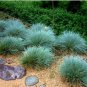 BLUE FESCUE Festuca Glauca - 100 Seeds FJ