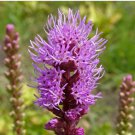 BLAZING STAR GAYFEATHER Liatris Spicata - 50 Seeds FJ