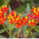 BLOOD FLOWER SCARLET MILKWEED Asclepias Curassavica - 100 Seeds FJ