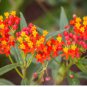 BLOOD FLOWER SCARLET MILKWEED Asclepias Curassavica - 100 Seeds FJ