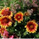 BLANKET FLOWER Gaillardia Aristata - 100 Seeds FJ