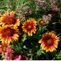 BLANKET FLOWER Gaillardia Aristata - 100 Seeds FJ