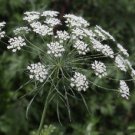 BISHOP'S FLOWER Ammi Majus Seeds - 1,000 Seeds FJ