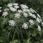 BISHOP'S FLOWER Ammi Majus Seeds - 1,000 Seeds FJ